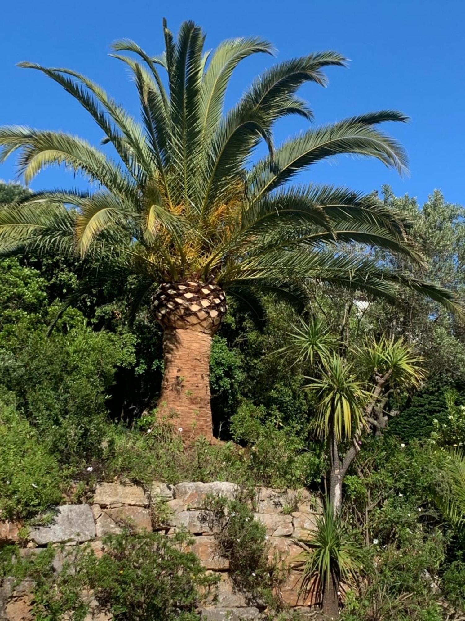 Paradis Provencal Сен Максим Екстериор снимка